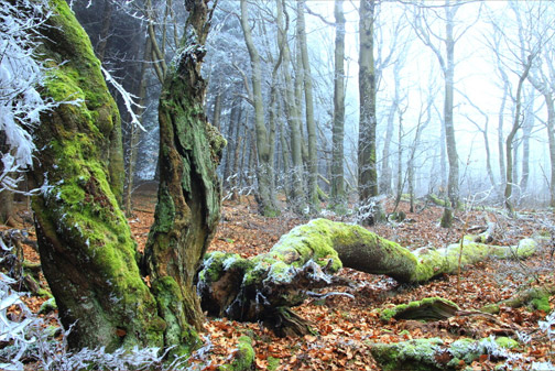 Rýchorský prales – Dvorský les